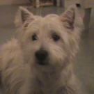 Eclipse - West Highland White Terrier (Westie, White Terrier  - Femelle