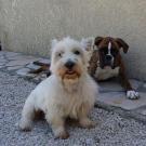 Listo - West Highland White Terrier (Westie, White Terrier  - Mâle