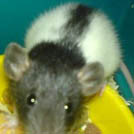Ipy - Rat  - Femelle