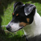 Abby - Jack Russell Terrier (Jack Russell d'Australie)  - Femelle stérilisée