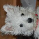 Babine - West Highland White Terrier (Westie, White Terrier  - Femelle