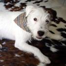 Parson russell terrier - Jack Russell Terrier (Jack Russell d'Australie)  - Mâle