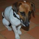 Dyna - Jack Russell Terrier (Jack Russell d'Australie)  - Femelle