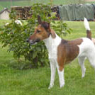 Axelle - Fox Terrier  - Femelle