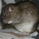Hyde - Rat  - Mâle