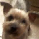 Nala - Yorkshire Terrier  - Femelle