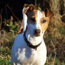 Boston - Jack Russell Terrier (Jack Russell d'Australie)  - Mâle