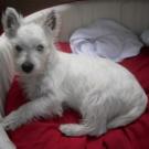 Fimousse - West Highland White Terrier (Westie, White Terrier  - Femelle