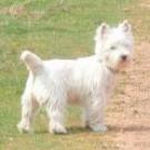 Ephira - West Highland White Terrier (Westie, White Terrier  - Femelle stérilisée