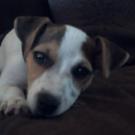 Eva - Jack Russell Terrier (Jack Russell d'Australie)  - Femelle