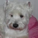 Bouba - West Highland White Terrier (Westie, White Terrier  - Mâle