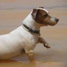 Ptit cul - Jack Russell Terrier (Jack Russell d'Australie)  - Mâle