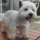 Maxou - West Highland White Terrier (Westie, White Terrier  - Mâle