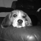 Fidgie - Beagle  - Femelle