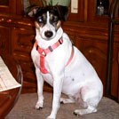 Zazie - Jack Russell Terrier (Jack Russell d'Australie)  - Femelle stérilisée