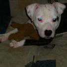 Tequila - American Staffordshire Terrier (Staffordshire Terr  - Femelle