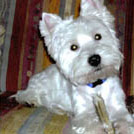 Ugly - West Highland White Terrier (Westie, White Terrier  - Mâle