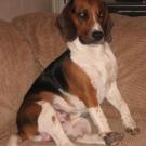 Dutchy - Beagle  - Mâle