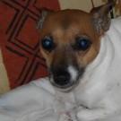 Alizee - Jack Russell Terrier (Jack Russell d'Australie)  - Femelle stérilisée