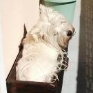 Victoire - West Highland White Terrier (Westie, White Terrier  - Femelle stérilisée