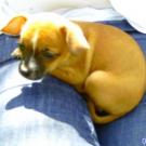 Floxie - Chihuahua (Chihuahueño)  - Femelle