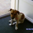 Diana - Jack Russell Terrier (Jack Russell d'Australie)  - Femelle stérilisée
