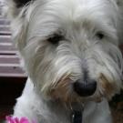 Adock - West Highland White Terrier (Westie, White Terrier  - Mâle