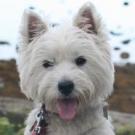Diaisys - West Highland White Terrier (Westie, White Terrier  - Femelle