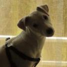 Doki - Jack Russell Terrier (Jack Russell d'Australie)  - Mâle