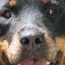 Skimy - Rottweiler  - Femelle stérilisée
