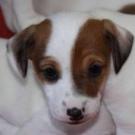 Marley - Jack Russell Terrier (Jack Russell d'Australie)  - Mâle