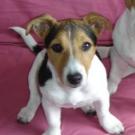 Maya - Jack Russell Terrier (Jack Russell d'Australie)  - Femelle