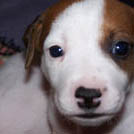 Turbo - Jack Russell Terrier (Jack Russell d'Australie)  - Mâle