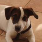 Zip - Jack Russell Terrier (Jack Russell d'Australie)  - Mâle