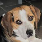 Tisca - Beagle  - Femelle