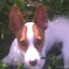 Volt - Jack Russell Terrier (Jack Russell d'Australie)  - Mâle