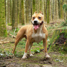 Killy - American Staffordshire Terrier (Staffordshire Terr  - Femelle