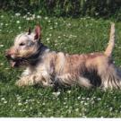 Tartuffe - Terrier écossais (Scottish Terrier)  - Femelle stérilisée