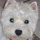 Luna - West Highland White Terrier (Westie, White Terrier  - Femelle