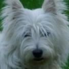 Patmar - West Highland White Terrier (Westie, White Terrier  - Mâle castré
