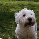 Mistral - West Highland White Terrier (Westie, White Terrier  - Mâle