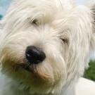Uky - West Highland White Terrier (Westie, White Terrier  - Mâle