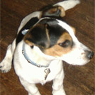 Pitch - Jack Russell Terrier (Jack Russell d'Australie)  - Mâle