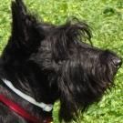 Edgar - Terrier écossais (Scottish Terrier)  - Mâle