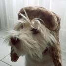 Ramses - West Highland White Terrier (Westie, White Terrier  - Mâle