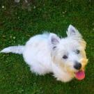 Dido - West Highland White Terrier (Westie, White Terrier  - Femelle