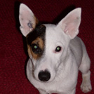 Ben-hur - Jack Russell Terrier (Jack Russell d'Australie)  - Mâle