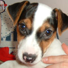 Cyrius - Jack Russell Terrier (Jack Russell d'Australie)  - Mâle