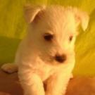 Chanel - West Highland White Terrier (Westie, White Terrier  - Femelle
