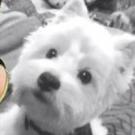 Fiona - West Highland White Terrier (Westie, White Terrier  - Femelle